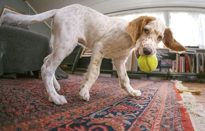 Oriental-Rug-Cleaning-Dog-Playing-on-Rug Dog playing with a tennis ball on an oriental rug in a living room.