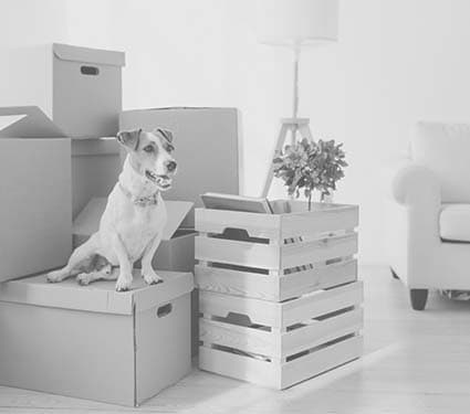 Dog next to moving boxes in clean home Dog next to moving boxes in clean home
