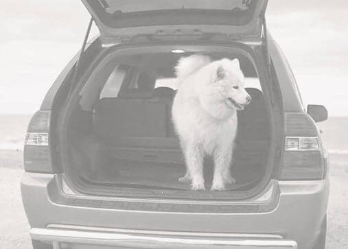 Car-Interior-Cleaning-Dog-in-Open-Back-of-SUV Car parked on the beach with a dog standing in the back of an open SUV hatchback.