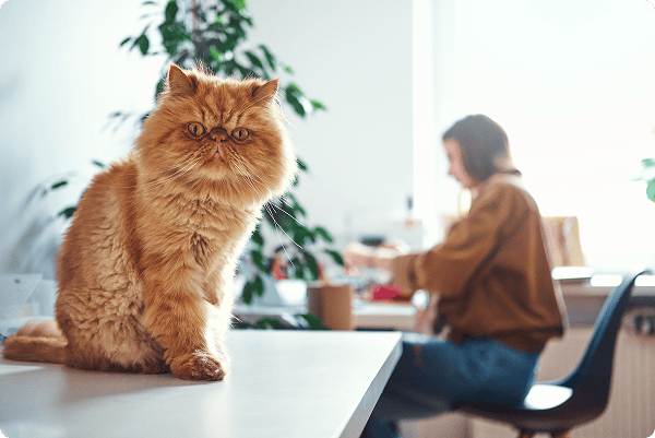 orange fluffy cat staring at camera in spring living room causing allergies