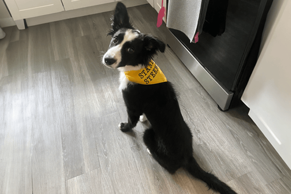 black and white border collie puppy wearing stanley steemer bandanna