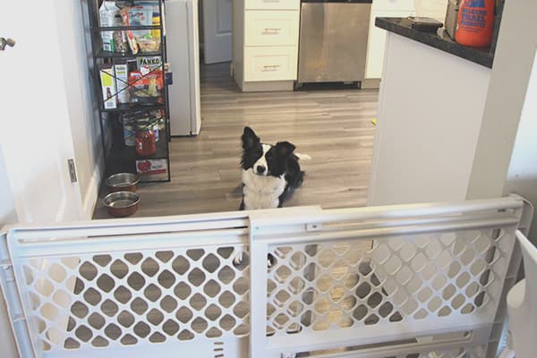 Lilah Behind gate border collie behind baby gate