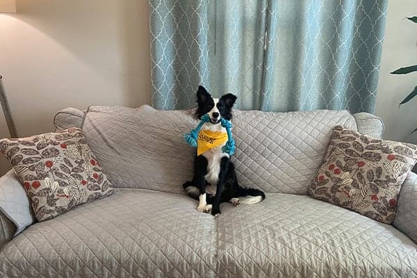 Lilah on couch cover border collie sitting on couch cover with toy