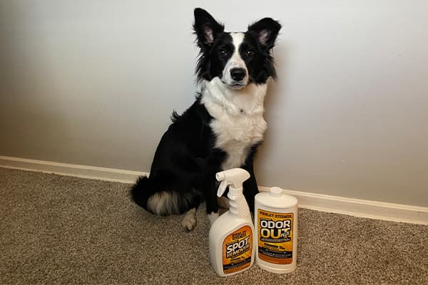 lilah with products border collie with stanley steemer spot remover and deodorizer