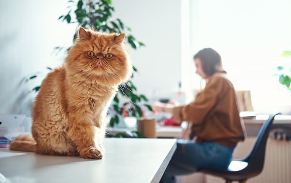 orange fluffy cat staring at camera in spring living room causing allergies