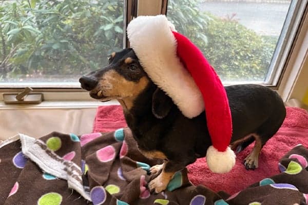 black and brown dachshund wearing a santa hat