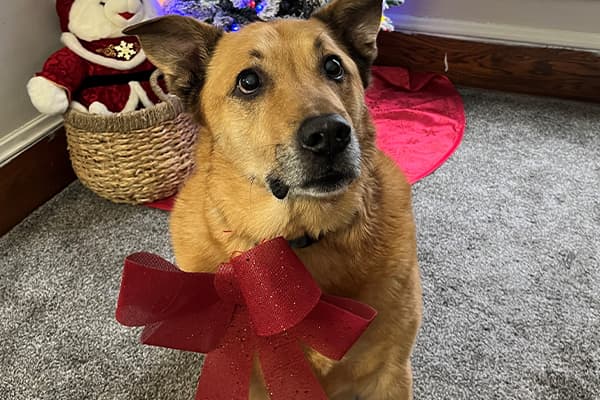 dawson wearing a christmas bow in front of christmas tree