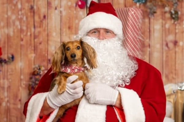 santa holding light brown dachshund