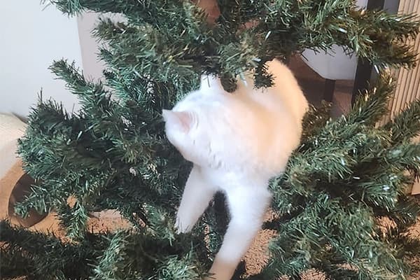 white cat sitting in undecorated christmas tree