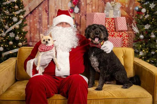 aussiedoodle sitting on a couch next to santa
