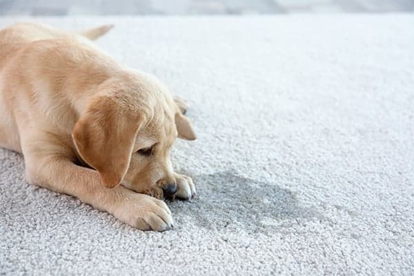golden retriever puppy lying on light carpet near wet spot