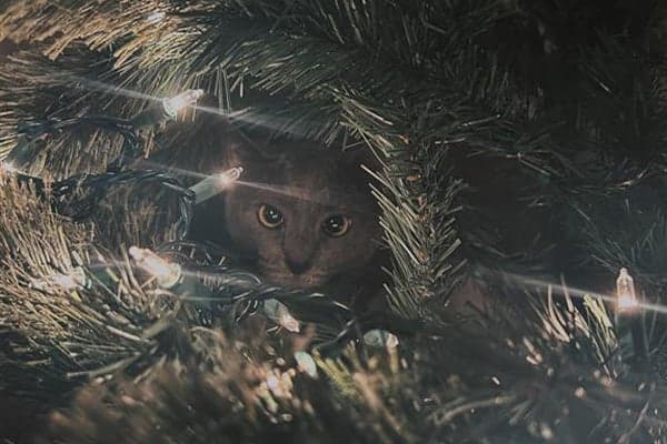 gray cat hiding inside lit christmas tree