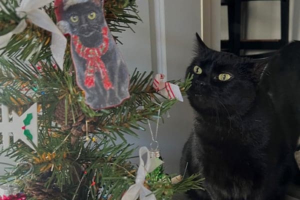 black cat staring down christmas tree