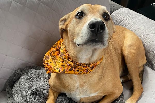 mixed breed dog on couch wearing fall bandanna