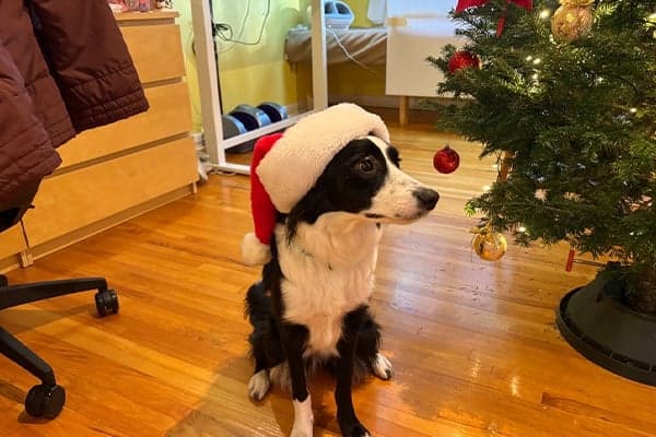 border collie wearing a santa hat beside christmas tree