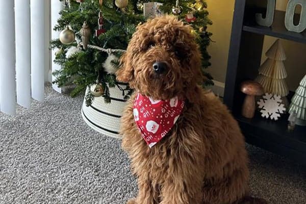 luca in front of christmas tree wearing christmas bandanna