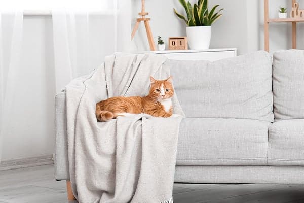 Orange Cat on Couch orange cat on couch