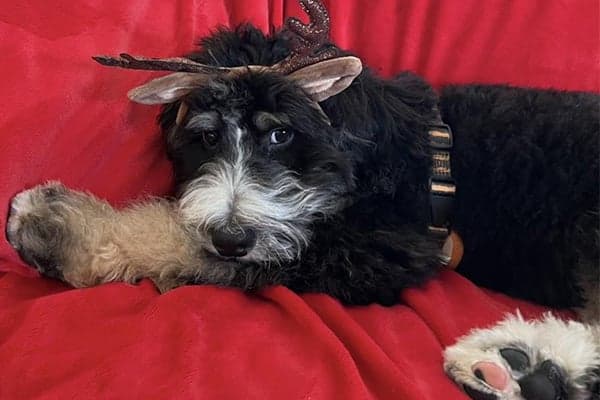 bernedoodle wearing antlers laying on red blanket